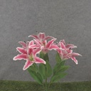 20" LILY BUSH X7 RUBRUM