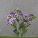 18&quot; ZINNIA BUSH X5 LAVENDER