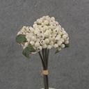 11" BERRY BUNDLE X5 CREAM