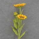 42" SUNFLOWER SPRAY X2 YELLOW