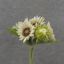 13" SUNFLOWER BUNDLE X7 CREAM