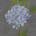 23.5&quot; MINI SNOWBALL HYDRANGEA STEM X3 BLUE/LAVENDER