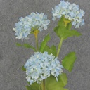 23.5&quot; MINI SNOWBALL HYDRANGEA STEM X3 BLUE