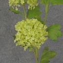 23.5" MINI SNOWBALL HYDRANGEA STEM X3 GREEN