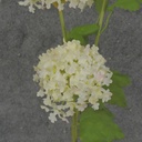 23.5&quot; MINI SNOWBALL HYDRANGEA STEM X3 CREAM