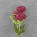 28.5" PEONY STEM X2 BURGUNDY/WINE