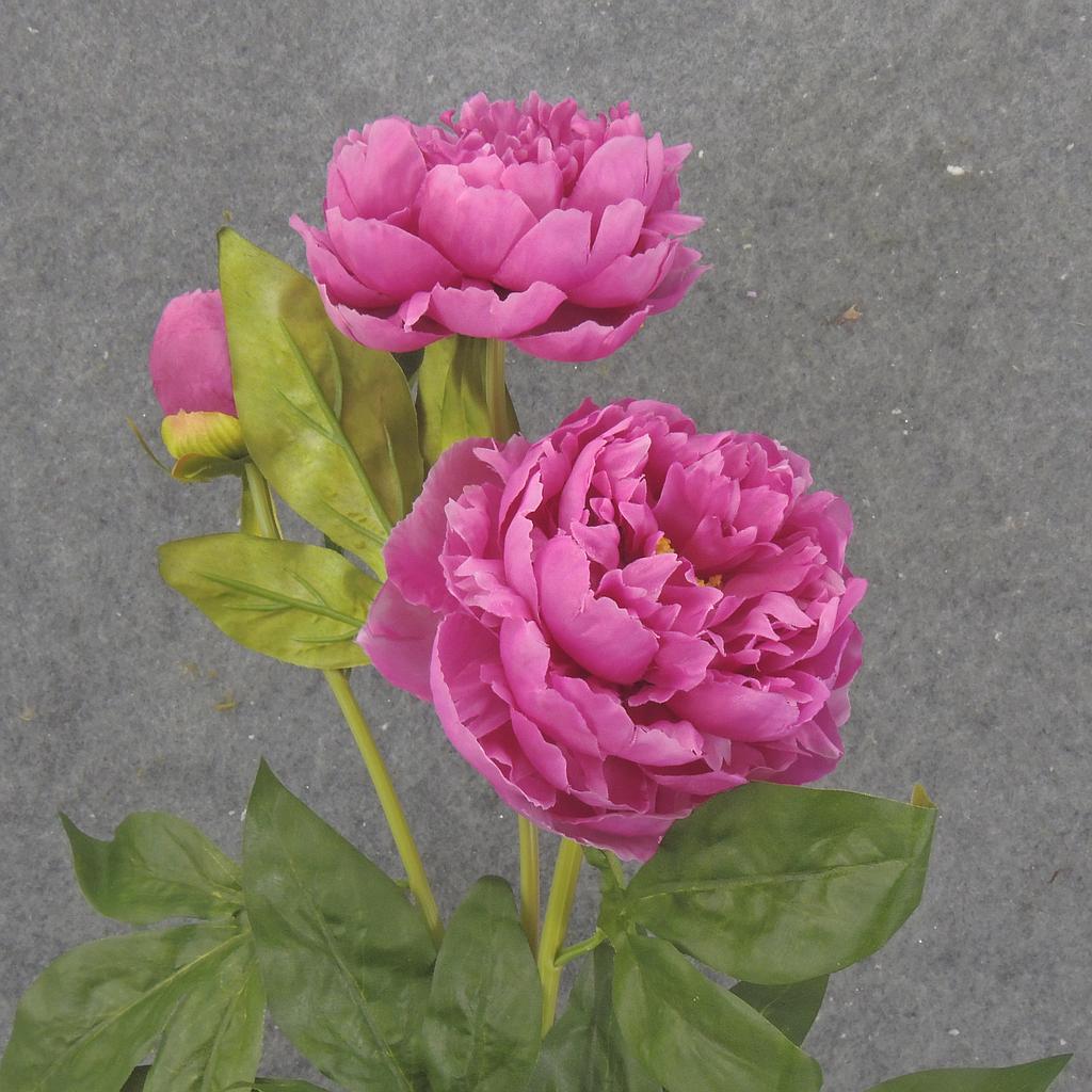 28.5&quot; PEONY STEM X2 FUCHSIA