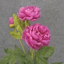 28.5&quot; PEONY STEM X2 FUCHSIA