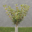 11" MYRTLE BUSH X12 WHITE (REAL TOUCH)