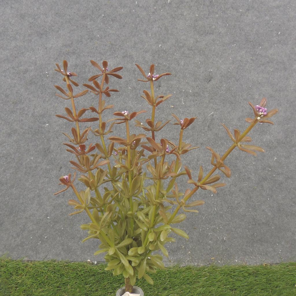 11" MYRTLE BUSH X12 PURPLE (REAL TOUCH)