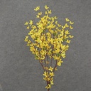 27" FORSYTHIA BUSH X5 YELLOW
