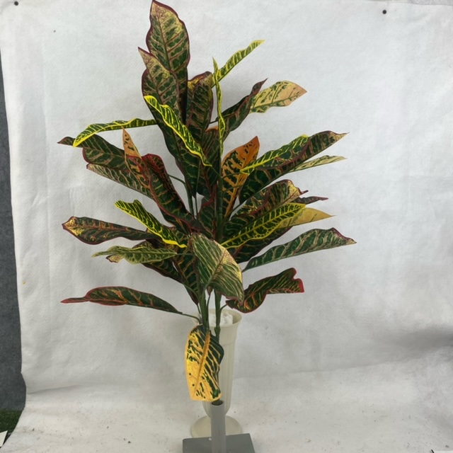 34" CROTON PLANT X3 W/ 40 LEAVES