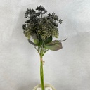 13" HYDRANGEA SEED BUNDLE X3 GRAY/GREEN