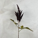 26.5" ASTILBE SPRAY PLUM