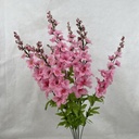28" DELPHINIUM BUSH X8 PINK