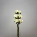 ROSE BUD BUNDLE X6 CREAM