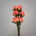 ROSE BUD BUNDLE X6 CORAL