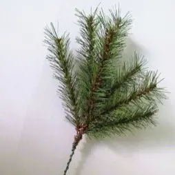[XB6304] 12" LARCH PINE PICK X7
