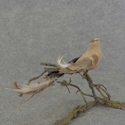 [B6743] BIRD 11&quot; BURLAP LONG FEA. TAIL 1 (6/BOX) W/CLIP