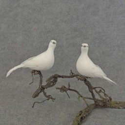 [B6745] PIGEON 6&quot; MUSH/FEA WHITE CLIP 2 STYLES R&amp;L
