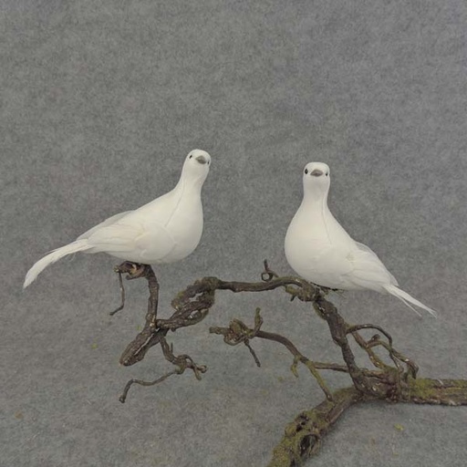 [B6745] PIGEON 6" MUSH/FEA WHITE CLIP 2 STYLES R&L