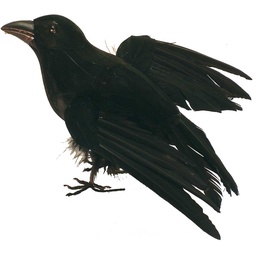 [B320758B-I] 7.5" FLYING BLACK CROW W/FEET  (INDIVIDUAL)