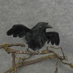 [B66041-I] CROW 4&quot; FLYING FEATHER  (INDIVIDUAL)