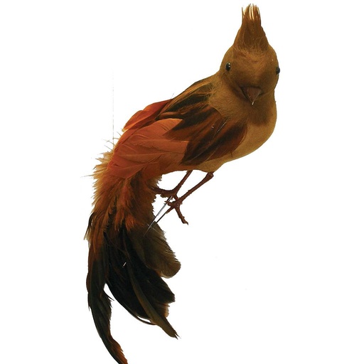 [B66561-BRN] 10" FEA/FLK LONG TAIL BIRD BRN W/FEA CROWN