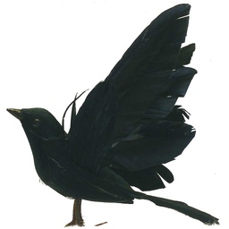[B66771] CROW 4.5" FLYING FEATHERED