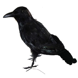 [B897] CROW 13&quot; FEATHERED SITTING