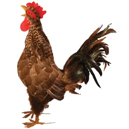 [B320781] 19&quot; NATURAL CROWING ROOSTER