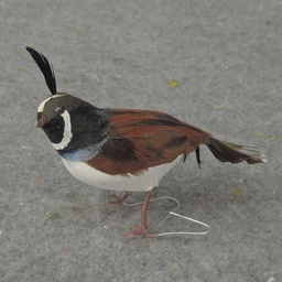[B500177] 3" FEATHERED CALIFORNIA QUAIL
