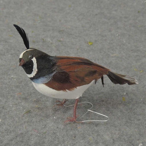 [B500177] 3" FEATHERED CALIFORNIA QUAIL
