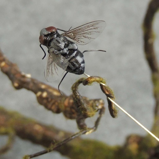 [B6733] INSECT BLACK FLY .75" LONG W/WIRE