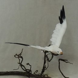 [B66720] SEAGULL 9.5&quot; x 18&quot; FEA/FLOCKED