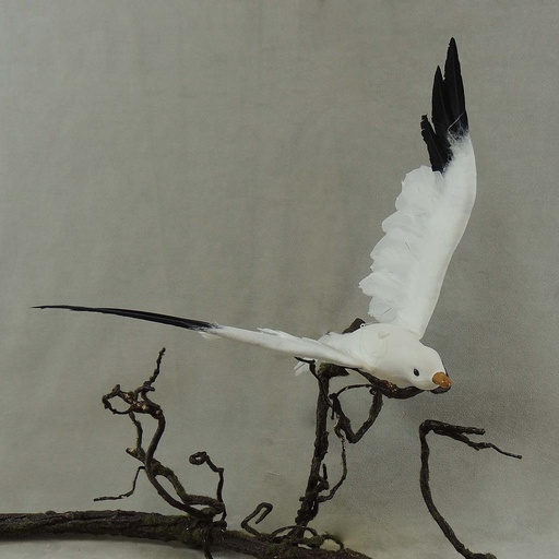 [B66720] SEAGULL 9.5" x 18" FEA/FLOCKED
