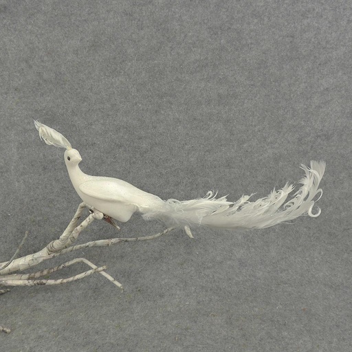 [B322034-WHT] 11" CURLY TAIL PEACOCK W/MICA  WHITE