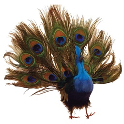 [B66735] PEACOCK 10" OPEN TAIL FEATHERED
