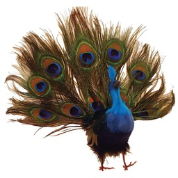 [B66735] PEACOCK 10&quot; OPEN TAIL FEATHERED