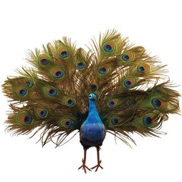 [B66740] PEACOCK 22" OPEN TAIL FEATHERED
