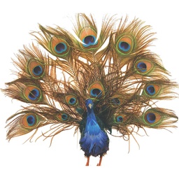[B775] PEACOCK 16&quot; OPEN TAIL FEATHERED PEACOCK TAIL
