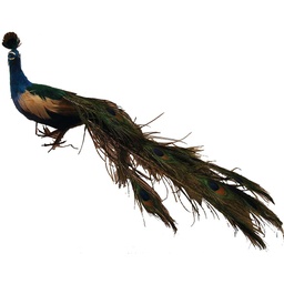 [B867] PEACOCK 24&quot; CLOSED TAIL W/REAL FEATHERS