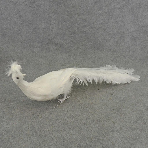 [B867WHT] PEACOCK 24"CLOSED TAIL WHITE FEA