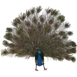 [B875] PEACOCK 60" OPEN TAIL FEA