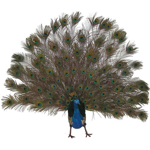 [B875] PEACOCK 60" OPEN TAIL FEA