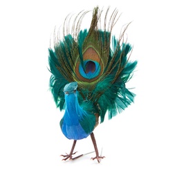 [B953] PEACOCK 5.5" FEATHERED NATURAL