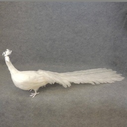 [B974WHT] PEACOCK 60&quot; CLOSE TAIL FEATHERED