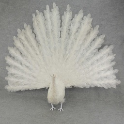 [B975WHT] PEACOCK 60&quot; OPEN TAIL FEATHERED