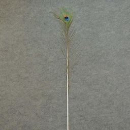 [BF-1] FEATHERS PEACOCK 35" (12PC BG)