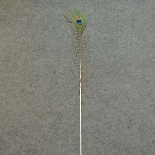 [BF-1] FEATHERS PEACOCK 35" (12PC BG)